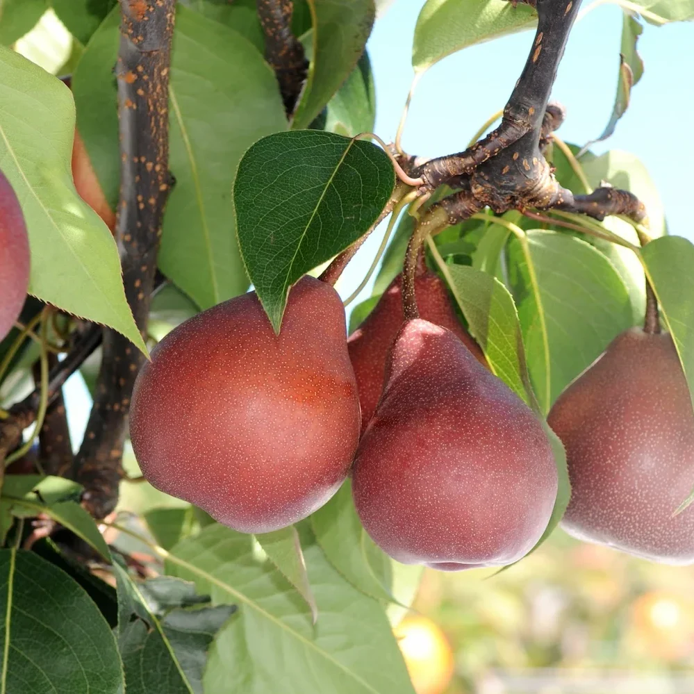 Multiple PiqaBoo pears on a tree